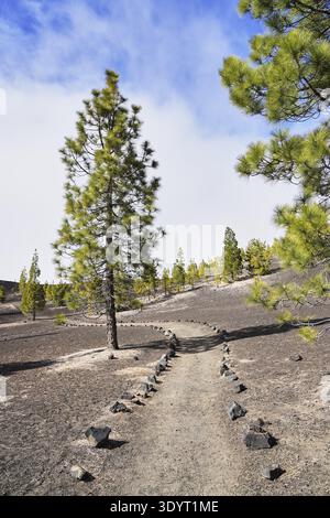 Curved pathway lined with stones leading through pine trees on rocky ground, in Teide National Park, Tenerife, Canary Islands Stock Photo