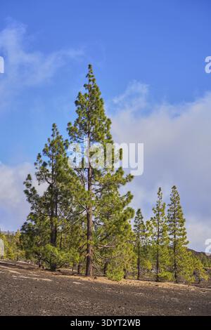 Tall trees stand against a blue sky, rooted in volcanic soil, creating a feeling of isolation in nature, in Teide National Park, Parque National del T Stock Photo