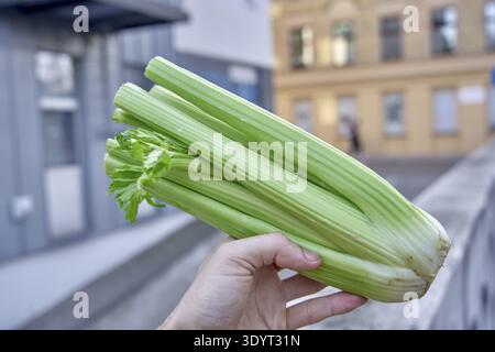 Hand holding celery stalks outside the city, celery in hand, blurred urban buildings in the background Stock Photo
