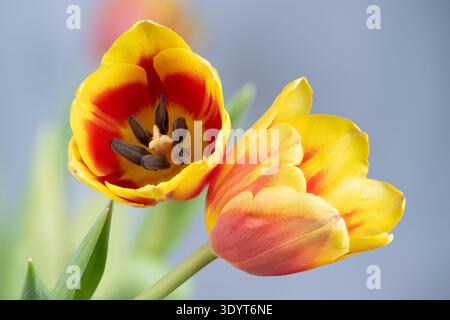 Two yellow tulip flowers arranged on table with morning sunlight, gentle shadows, cozy domestic vibe, natural stems and delicate open blooms Stock Photo