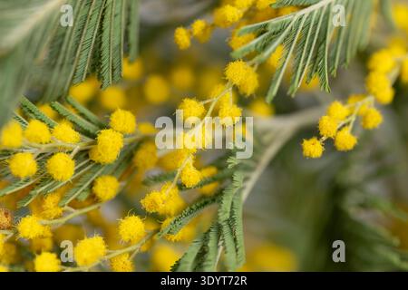 Cheerful mimosa flower spray evoking celebration mood, clusters of golden pompom blooms paired with feathery leaves, festive and intimate floral accen Stock Photo