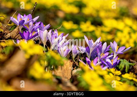 Wild crocuses in the forest Stock Photo