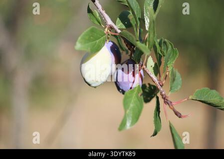 Ripe plums growing on tree branch in natural garden environment. Close-up of fresh purple fruit on green leaves. Stock Photo