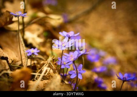 Hepatica flowers in the sunlight, Nowiny, Poland Stock Photo