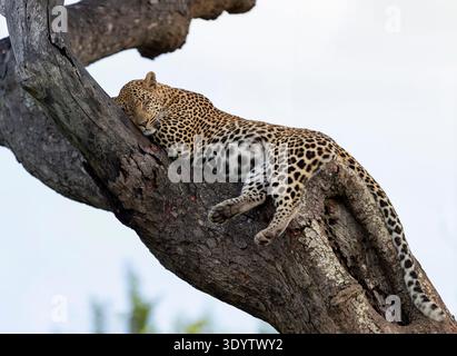 Closeup photo of an Adult male leopard (Panthera pardus) lying fast asleep on a large branch of a tree in warm light Stock Photo