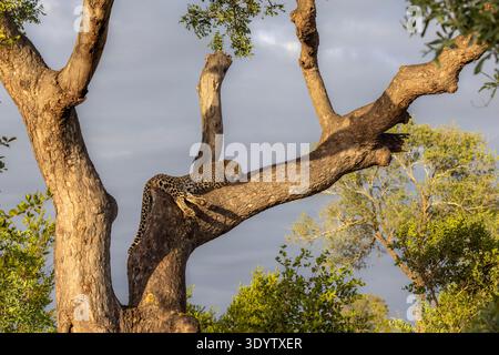 Stock photo of an Adult male leopard (Panthera pardus) lying fast asleep on a large branch of a tree in warm light Stock Photo