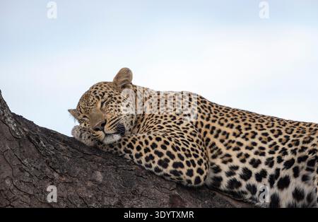 Tight portrait of an adult male leopard (Panthera pardus) lying fast asleep on a large branch in a maroela tree Stock Photo