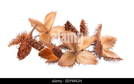 Beechnuts seeds isolated on white background. European beech nuts or Fagus sylvatica. Clipping path Stock Photo