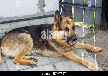 German Shepherd dog lying on the pavement in the yard, close up Stock Photo