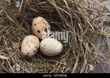 Easter background. Colored eggs in nest on gray stone surface Stock Photo