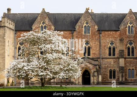 The Bishops Palace at Wells Cathedral, Somerset, England, with a Magnolia stellata in full bloom, spring Stock Photo