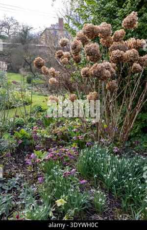 Snowdrops and Hellebores growing in early spring borders, with dried heads of Hydrangea shrub behind Stock Photo