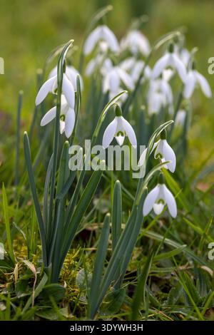 Snowdrops in early spring Stock Photo
