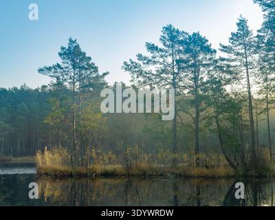 Pine trees reflected in a calm forest lake on a misty morning Stock Photo