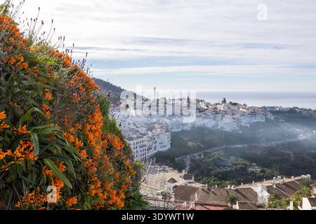Bright orange flowers grow on a hillside overlooking the town of Frigiliana in Spain. The white buildings of the town are below, and the sea is in the Stock Photo
