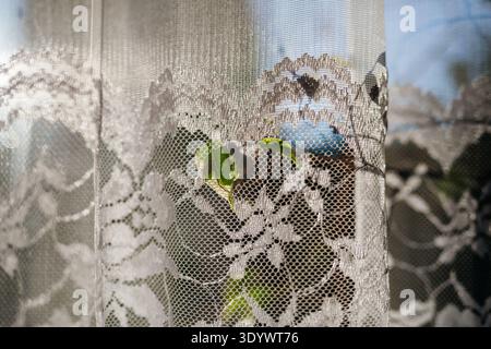 Sunlight shining through retro lace curtain on window. Stock Photo