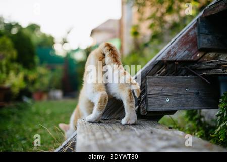 Domestic ginger cat in backyard garden. Stock Photo