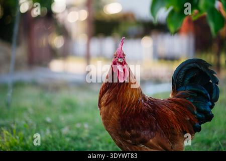Rooster foraging on green grass in backyard. Stock Photo