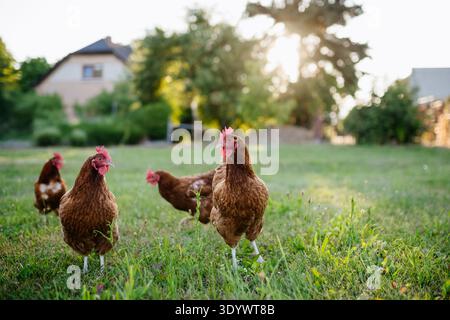 Free range chickens feeding on fresh grass outdoors. Stock Photo