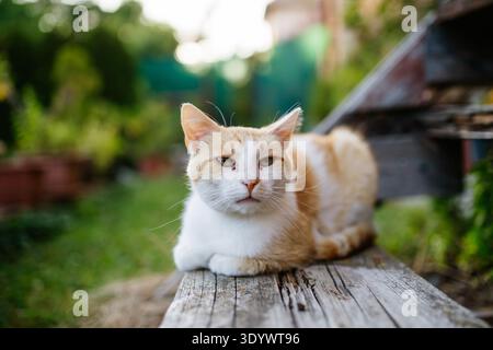 House cat lounging peacefully in backyard garden. Stock Photo
