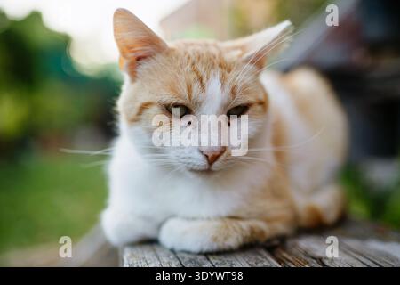 Domestic ginger cat resting outdoors in backyard garden. Stock Photo