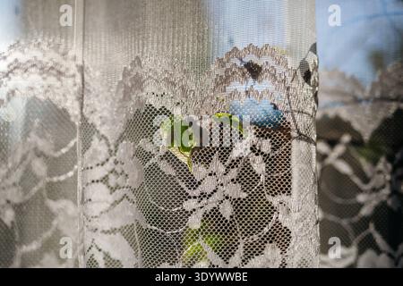 Sunlight shining through retro lace curtain on window. Sunlight shining through retro lace curtain on window. Lace curtain covering window. model rele Stock Photo