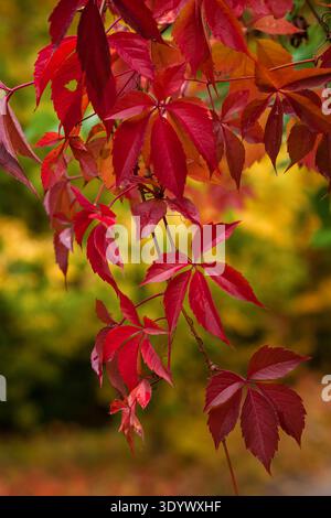 Subtle Fall Colors Background Vibrant crimson and golden Virginia creeper foliage climbs a dark green ...