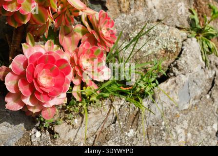 Vibrant Pink Witch Aeonium succulent rosettes growing against a stone wall. A striking close-up of a variegated Aeonium arboreum plant featuring Stock Photo
