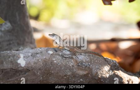 Close-up of a small lizard resting on a rock in a natural outdoor environment Stock Photo