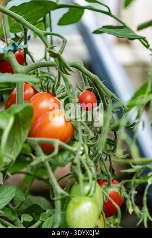 Tomatoes on Vine in Greenhouse Stock Photo