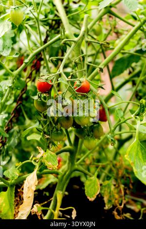 Tomatoes on Vine in Greenhouse Stock Photo