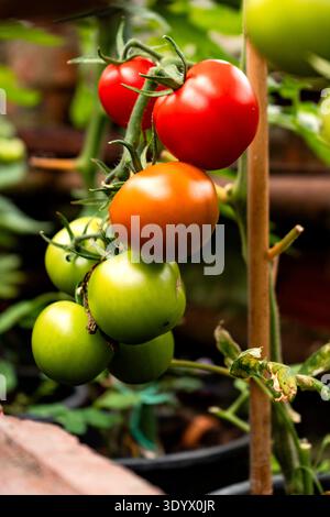 Tomatoes on Vine in Greenhouse Stock Photo