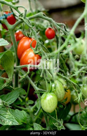 Tomatoes on Vine in Greenhouse Stock Photo