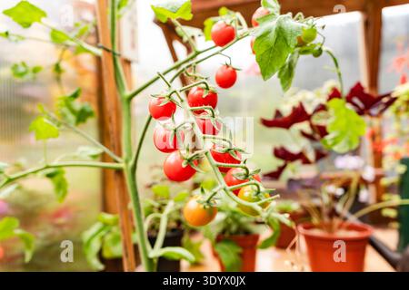 Tomatoes on Vine in Greenhouse Stock Photo