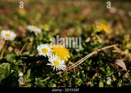 White lawn daisies and yellow dandelion blooming together on green meadow ground in sunlight. Early spring wildflowers growing naturally in grass. Stock Photo