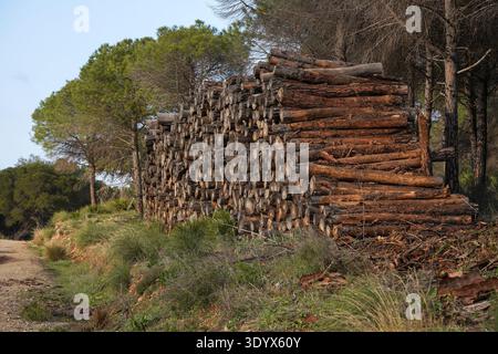 Large stockpile of cut pine logs stacked in a forest, cleaning after wildfire, Andalusia, Spain. Stock Photo