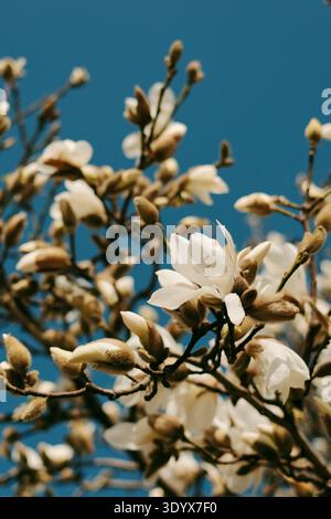 Magnolia branches covered with white blossoms and unopened buds in spring. Flowering tree against clear blue sky in Belgrade. Stock Photo
