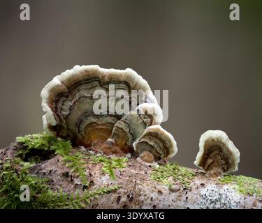 Bracket fungi growing on dead branch. Tipperary, Ireland Stock Photo