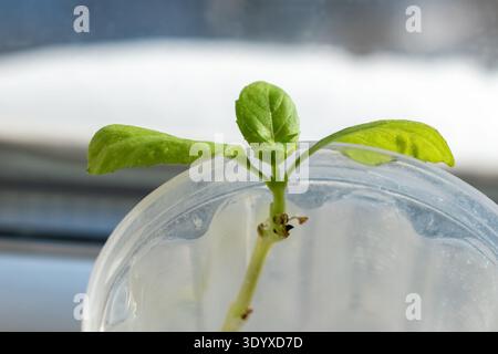 Young green basil sprout growing in a transparent plastic container on a windowsill. Snowy winter landscape is visible through the window Stock Photo