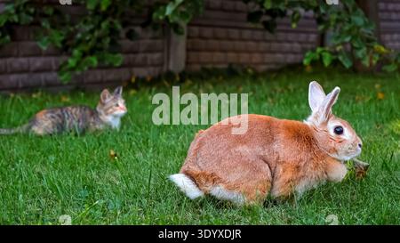 Decorative rabbit and cat on green grass meadow. Domestic animals playing outdoors in summer. Concept of herbivore and predator games. Easter bunny Stock Photo