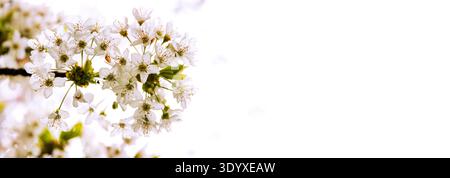 White cherry blossoms banner with copy space on bright background Stock Photo