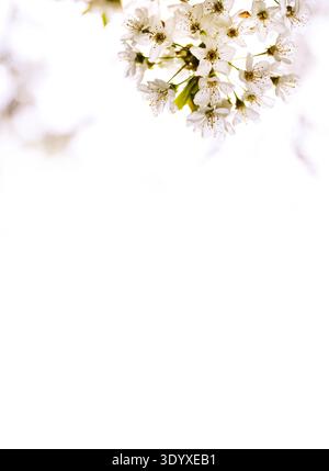 White cherry blossoms with large copy space on bright background Stock Photo