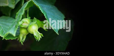 Green Hazelnuts Growing on Tree Branch Close Up Stock Photo