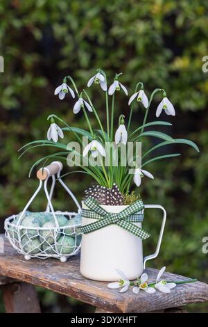 snowdrops (galanthus nivalis) in a milk jug and quail eggs in a basket in the garden Stock Photo
