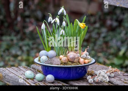 snowdrops and narcissus in a vintage enamel plate decorated with quail eggs, feathers, onion set and snail shells Stock Photo