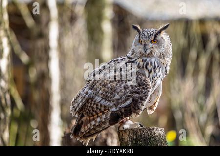 Close up of a Eurasian Eagle owl perched on a tree stump in woodland glade. Stock Photo