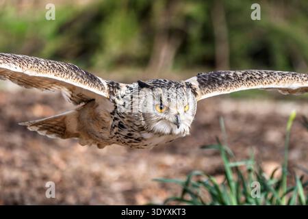 Close up of a Eurasian Eagle owl in flight with wings spread in woodland glade. Stock Photo