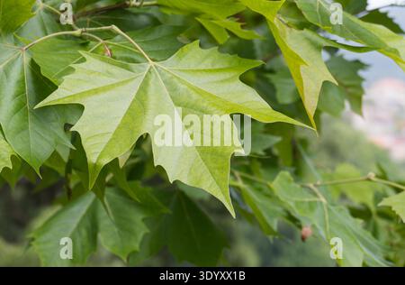 Detailed view of green sycamore leaves Platanus acerifolia on a branch with a soft natural background Stock Photo
