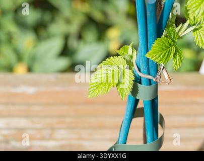 Closeup of fresh green raspberry leaves Rubus idaeus tied to blue support stakes in a garden setting Stock Photo