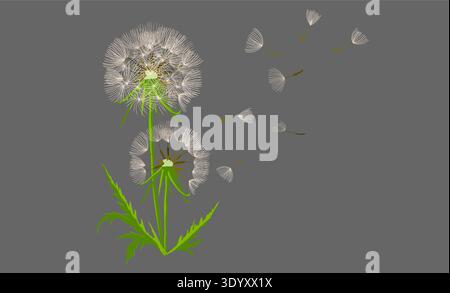 White dandelion on a gray background object . Hand drawn. Not AI, vector illustration. Stock Vector